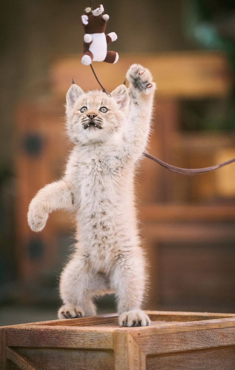 Illustration for article titled ZOMG LITTLE BABY LYNX!